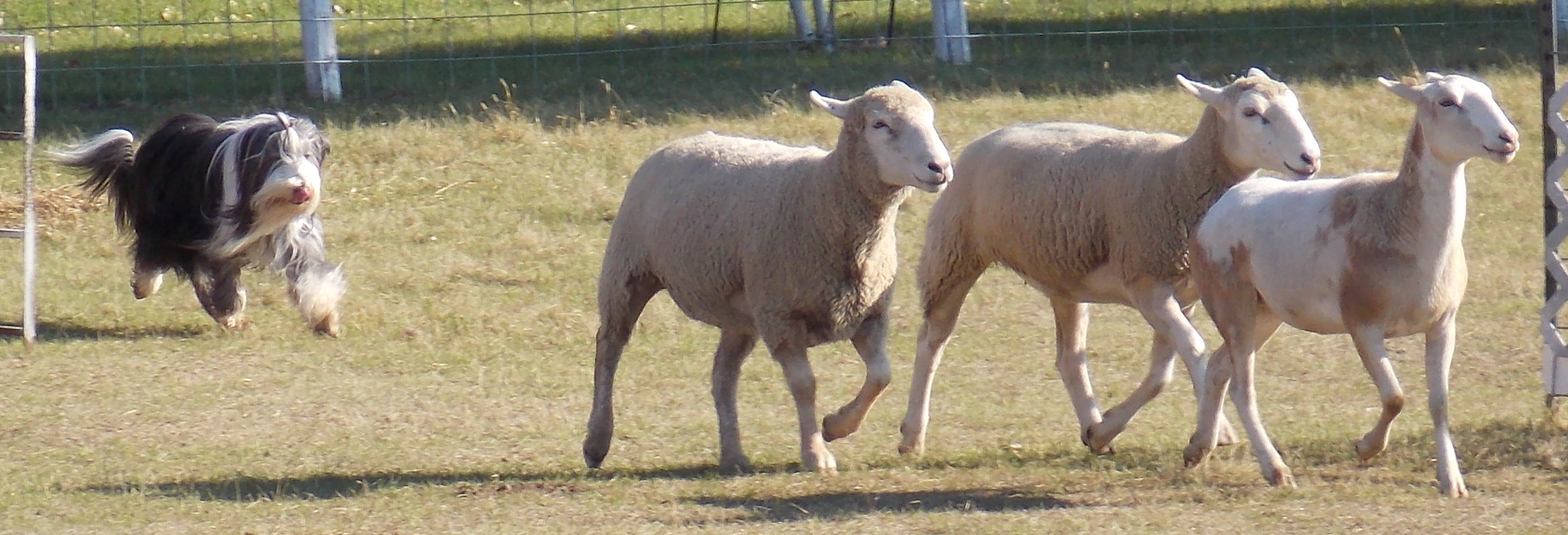 Beardie Herding